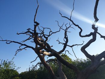 Low angle view of bare tree against clear blue sky