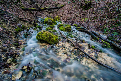 Plants growing in stream