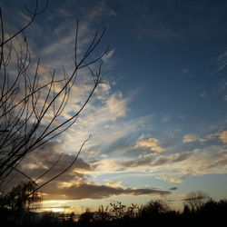 High section of bare trees against cloudy sky