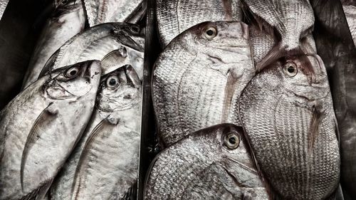 Close-up of fishes for sale in market