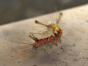 High angle view of butterfly