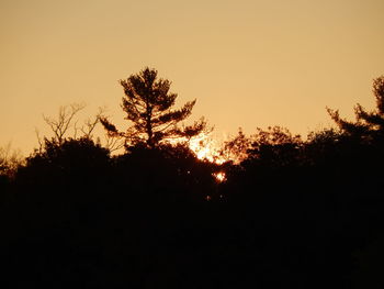 Silhouette trees against sky at night