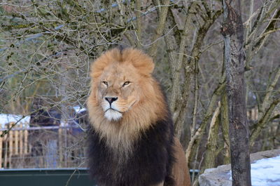 Close-up of lion