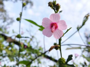 Low angle view of pink hibiscus blooming on tree
