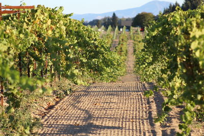 View between the rows of vines