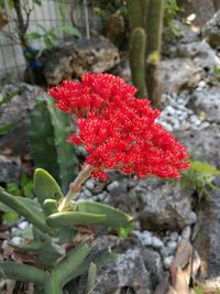 Close-up of red flowers