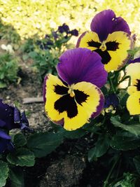 Close-up of yellow flowers blooming outdoors