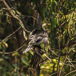 Close-up of bird perching on branch