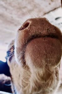 Close-up of dog sticking out tongue