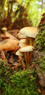 Close-up of mushroom in forest