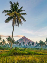 Scenic view of palm trees on field against sky