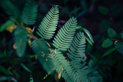 Close-up of fern leaves