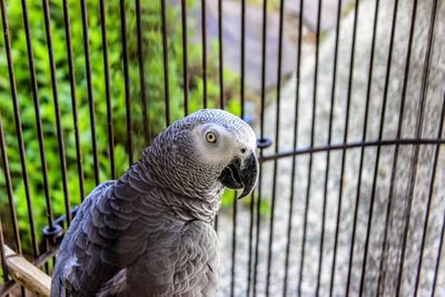 Close-up of african grey parrot in birdcage