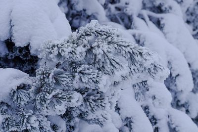 Close-up of snow covered trees