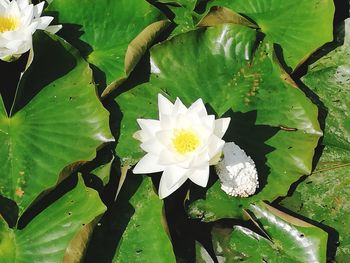 Close-up of lotus water lily in pond