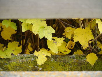 Close-up of yellow plants