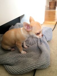 High angle view of a dog at home