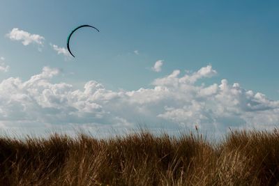 Low angle view of plants on field against sky
