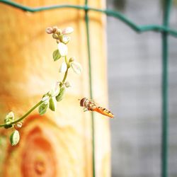 Close-up of bee on flower