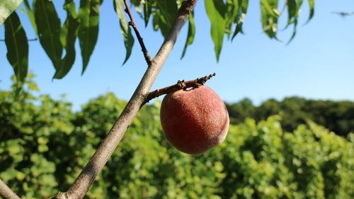 Low angle view of apple on tree against sky