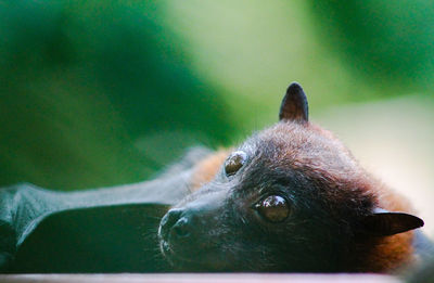 Close-up of dog looking away