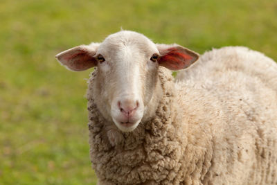 Close-up portrait of a sheep on field