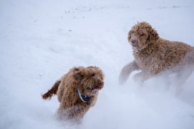 Playful dogs running on snow field