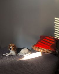 View of a dog relaxing on bed