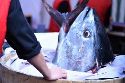 Tuna head on display 