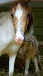 Portrait of horse on field