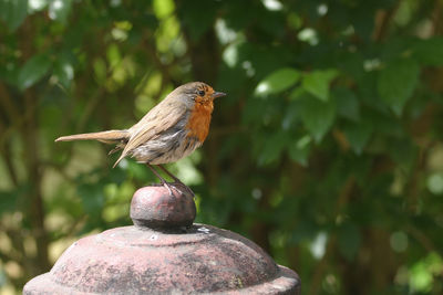 Close-up of bird perching outdoors