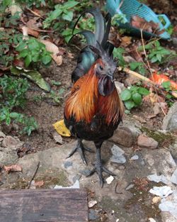 High angle view of rooster on field