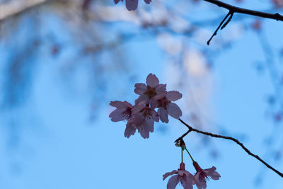 Low angle view of apple blossoms in spring