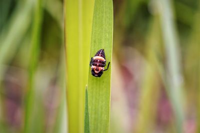 Close-up of ladybird on green leaf