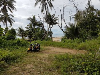 Man by palm trees against sky