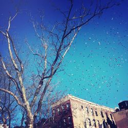 Low angle view of bare trees against blue sky