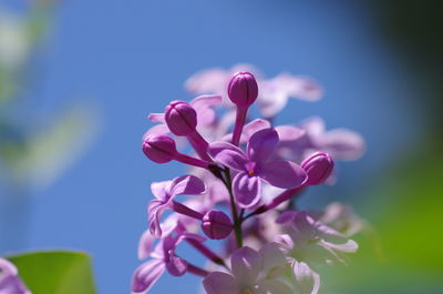 Close-up of pink flowering plant