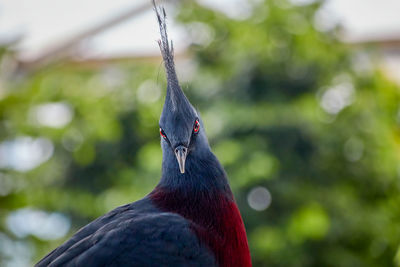 Victoria crowned pigeon, looks directly into the camera with her red eyes and fine purple plumage