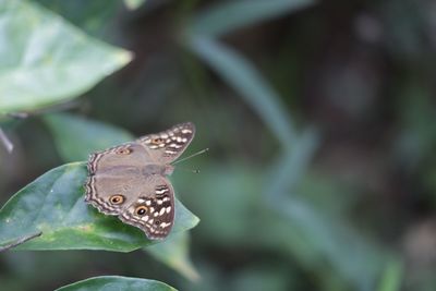 Close-up of butterfly on plant