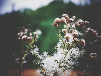 Close-up of flowers