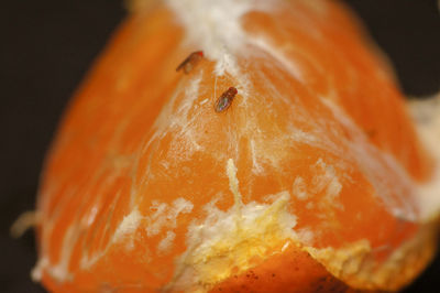 Close-up of pumpkin