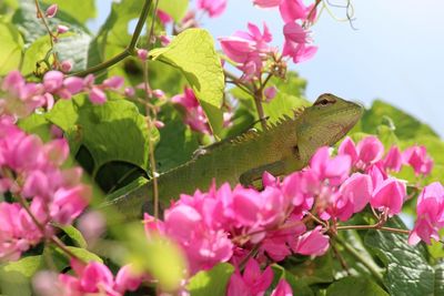 Close-up of butterfly perching on pink flowers