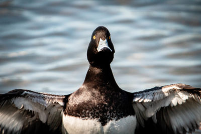 Close-up of duck swimming in lake