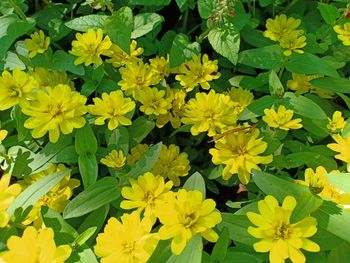 High angle view of yellow flowering plants