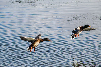 Birds flying over lake