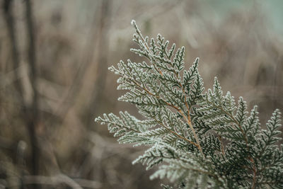 plant