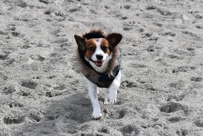 High angle view of dog running on beach