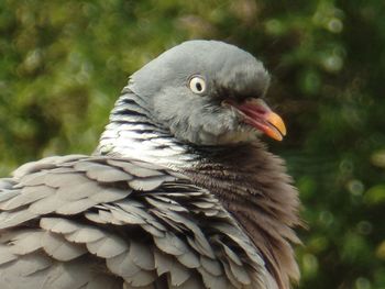 Close-up of a bird