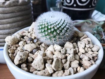 Close-up of succulent plant