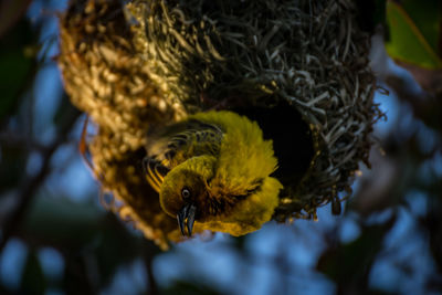 Close-up of bird on flower